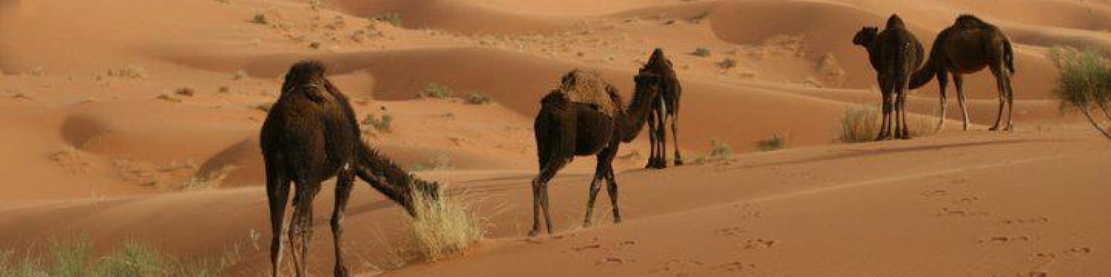 3 Days desert Tour Fez Marrakech show stars in morocco desert