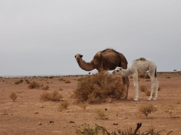 What Do Dromedaries Eat in the Moroccan Sahara?
