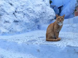 excursion desert marocain