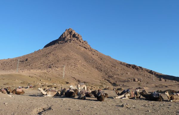 Full day trip from Ouarzazate to Zagora