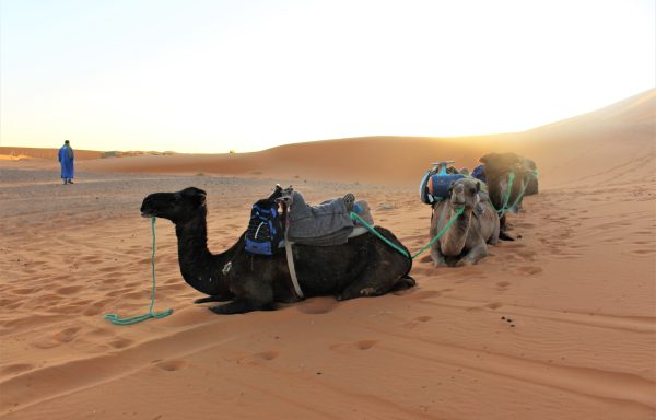 7-Day Desert Tour from Errachidia