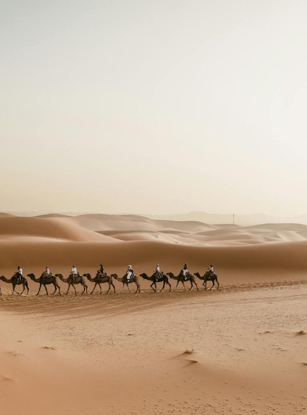 A picturesque camel caravan journey through Merzouga dunes in the Sahara Desert, Morocco.