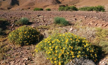 Circuit sud Marocain 7 jours