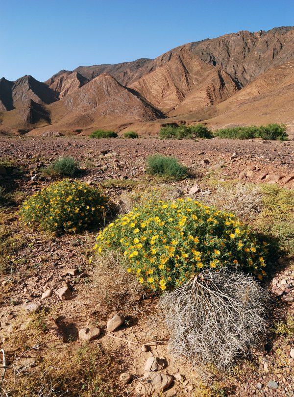 Circuit sud Marocain 7 jours