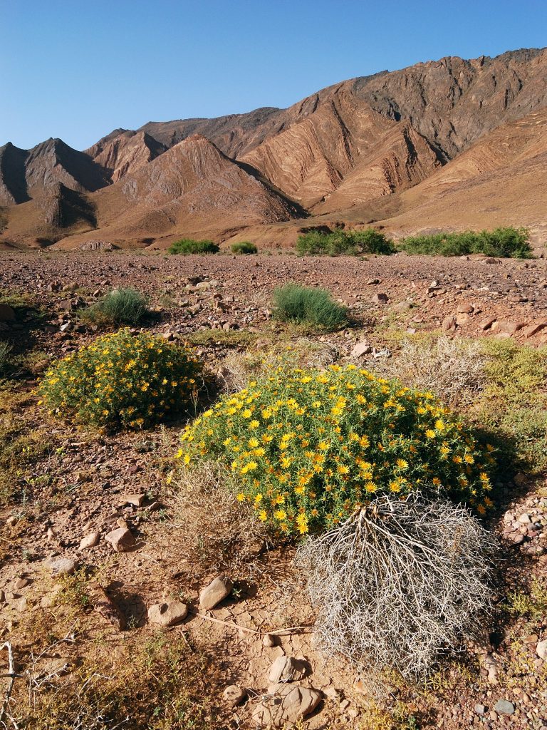 Circuit sud Marocain 7 jours