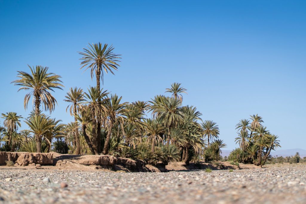 a group of palm trees