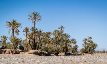 a group of palm trees