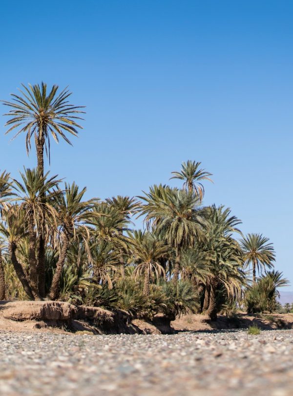 a group of palm trees