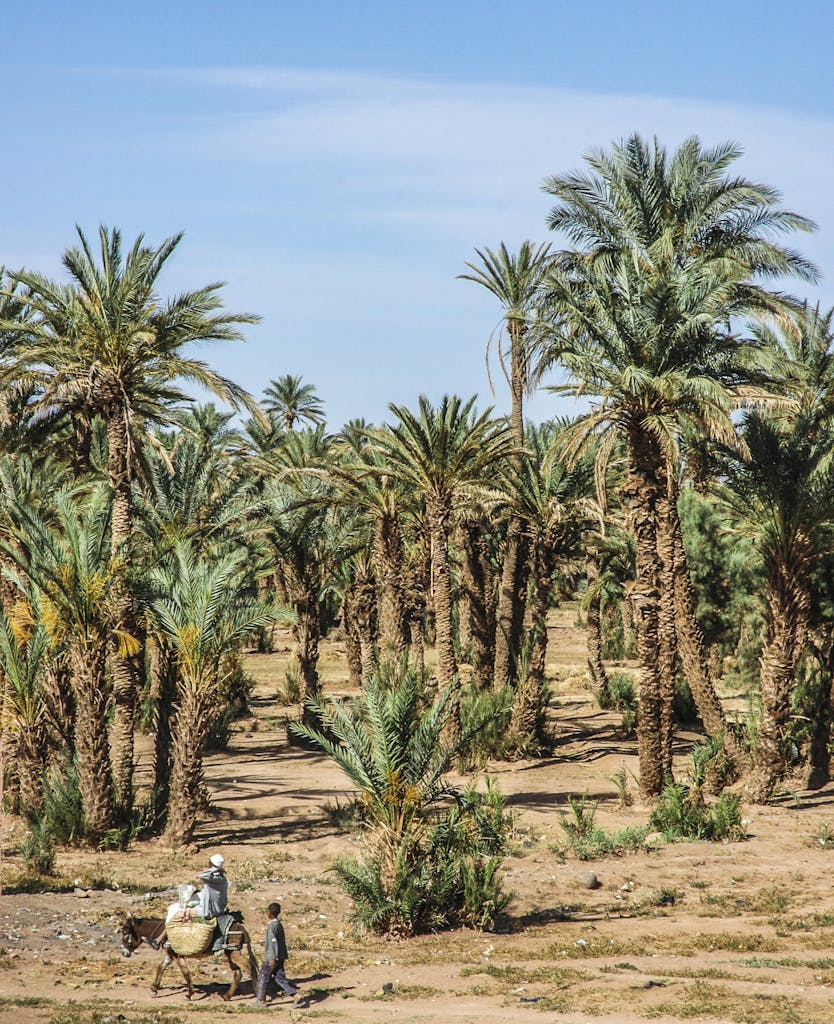Vast palm oasis in the arid desert of Zagora, Morocco under clear blue skies.