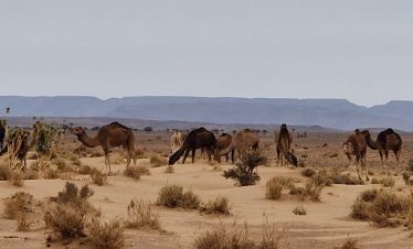 Erg Chegaga Desert Tour from Zagora