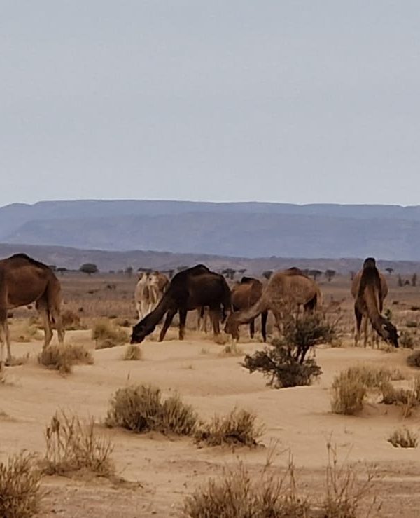 Excursion 4 jours désert chegaga de Marrakech
