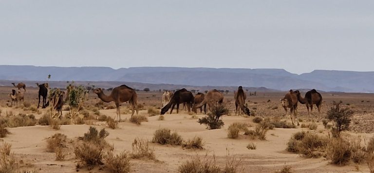 Excursion 4 jours désert chegaga de Marrakech