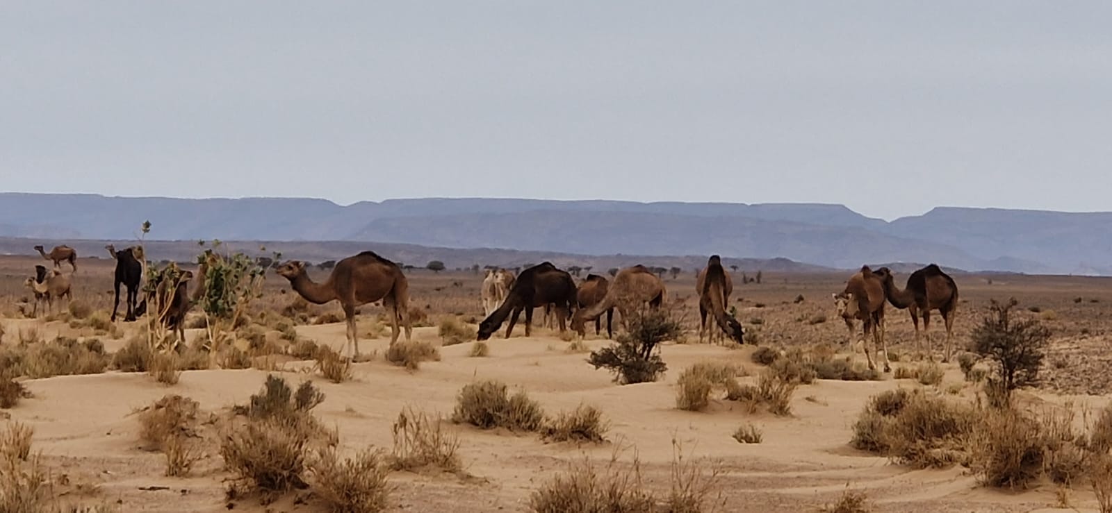 Excursion 4 jours désert chegaga de Marrakech