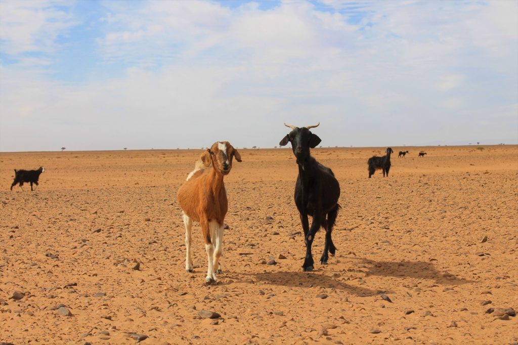 Morocco Travel Deals & Morocco Desert Tours