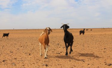 Morocco Travel Deals & Morocco Desert Tours