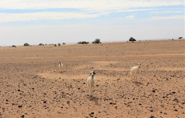 Séjour 6 jours, Marrakech et les Kasbah et le desert de Merzouga