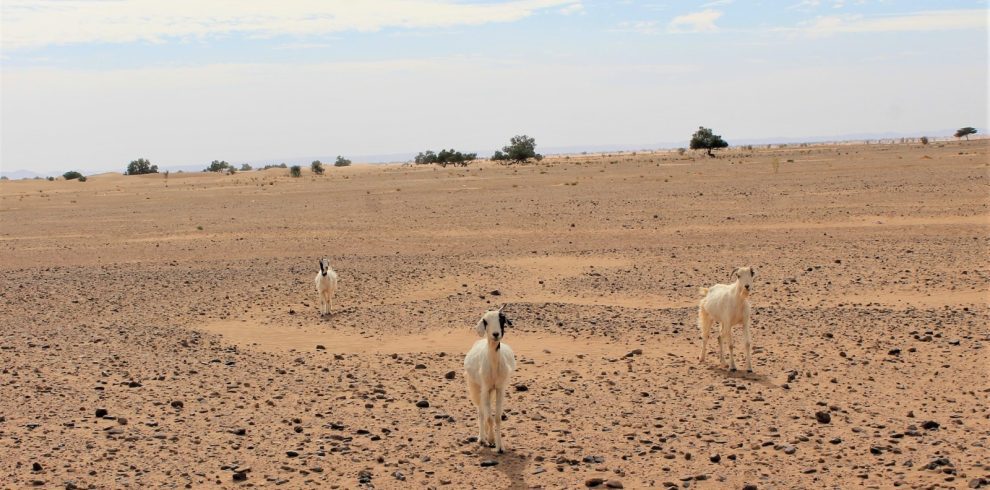 Marrakech to Merzouga Desert Tour 6 Days