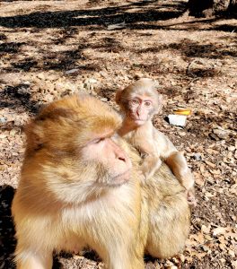 Morocco travel deals & Desert Tours