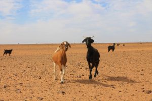 Vie nomade Maroc authentique