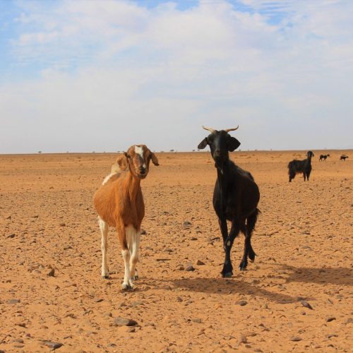 Erg Chegaga 4x4 Tour