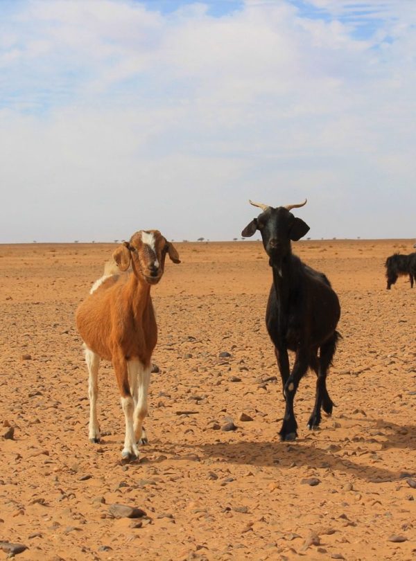 Erg Chegaga 4x4 Tour