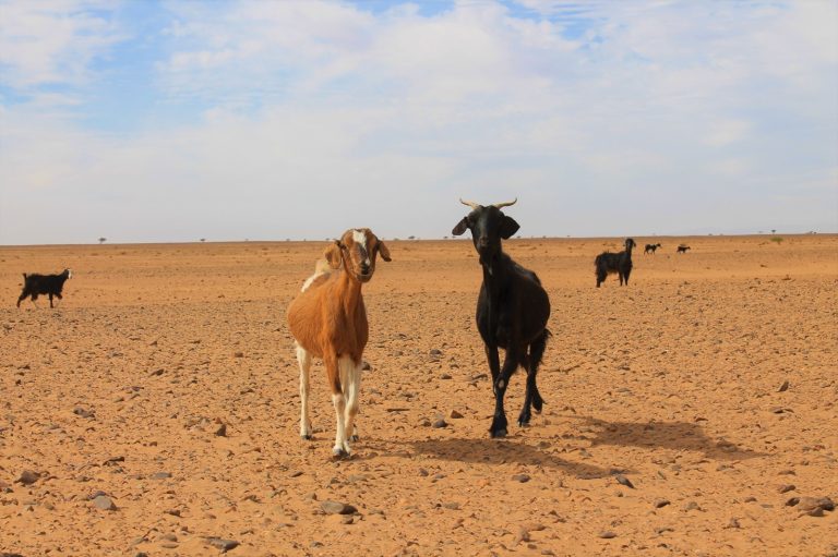 Vie nomade Maroc authentique