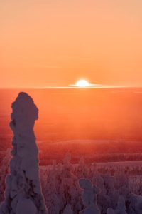 Snow-covered trees with a bright sunset over the horizon.